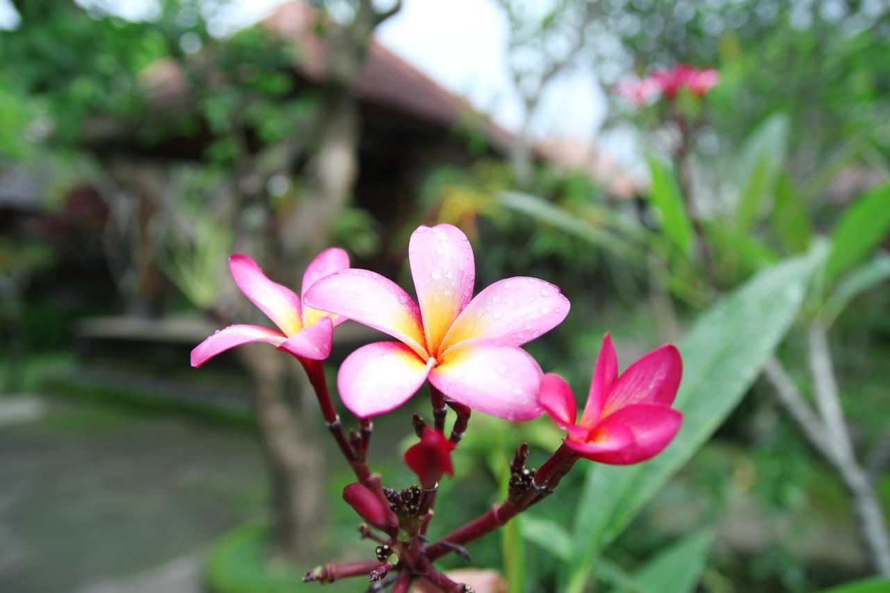 Sedana Jaya Hotel Ubud Eksteriør billede